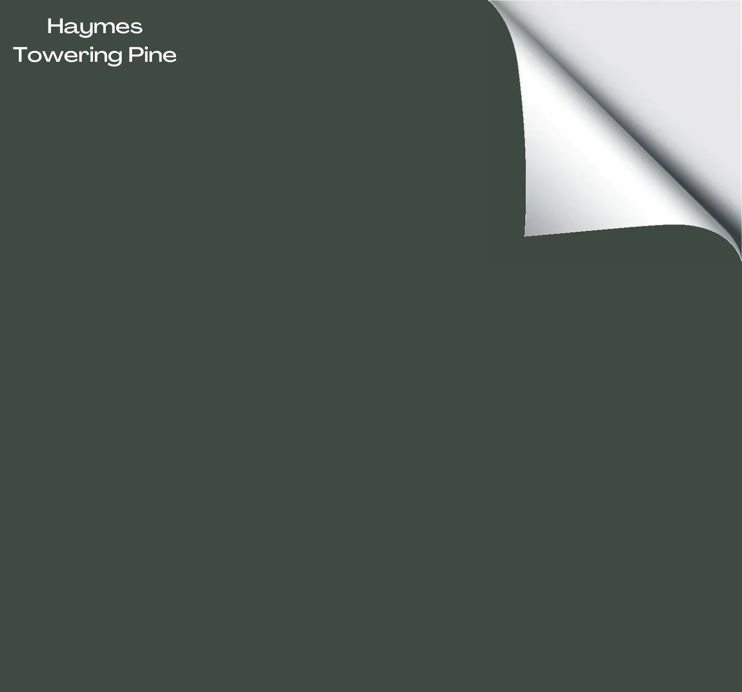 Haymes Towering Pine